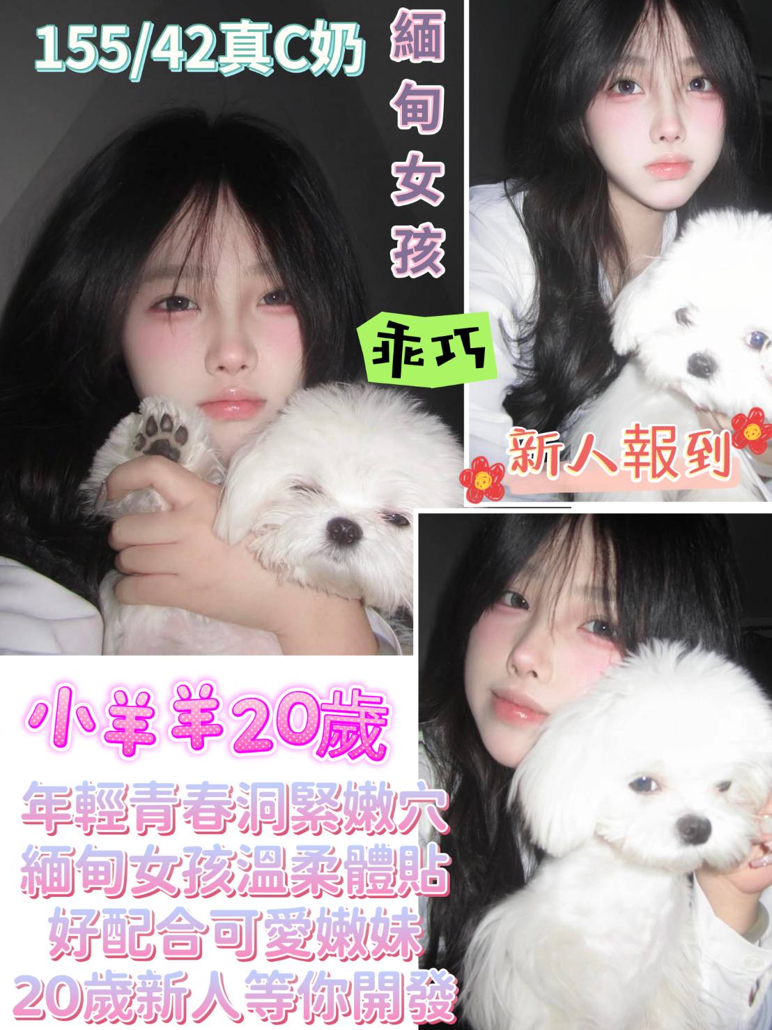 台南定點茶/小羊羊